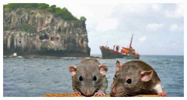 Rats linger aboard sinking ships
